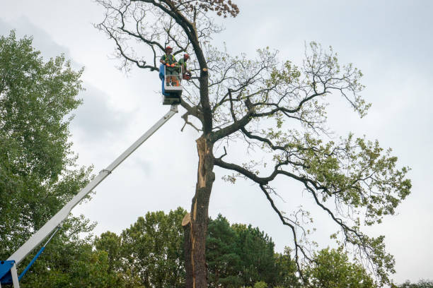 Whitewater, CA Tree Care  Company